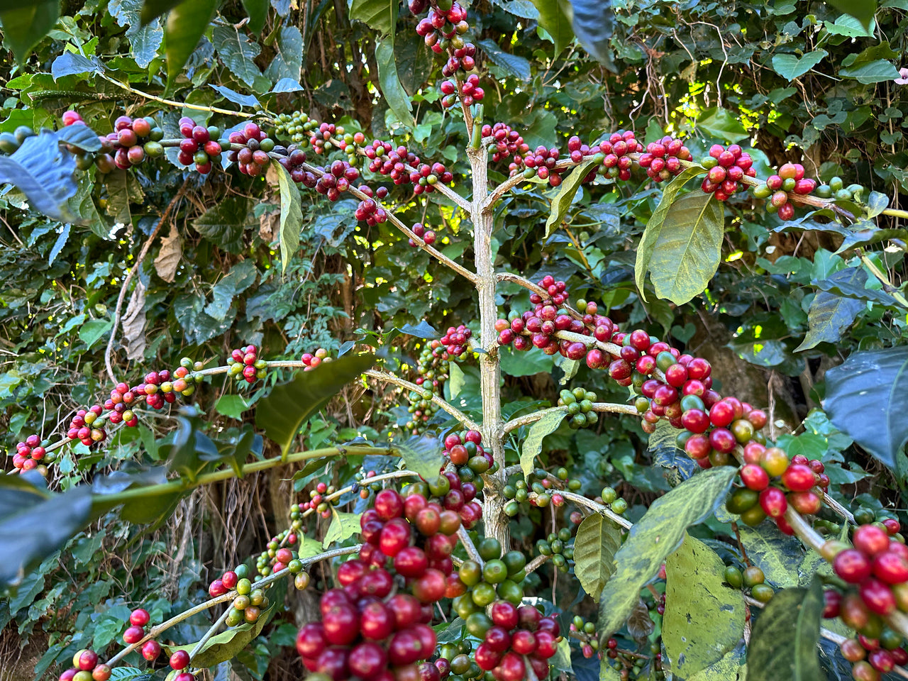 El Salvador William Días