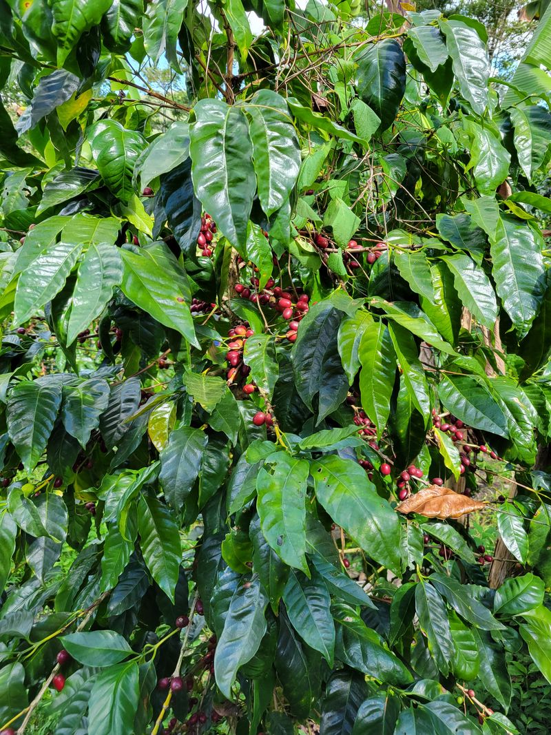 Nicaragua San Jose