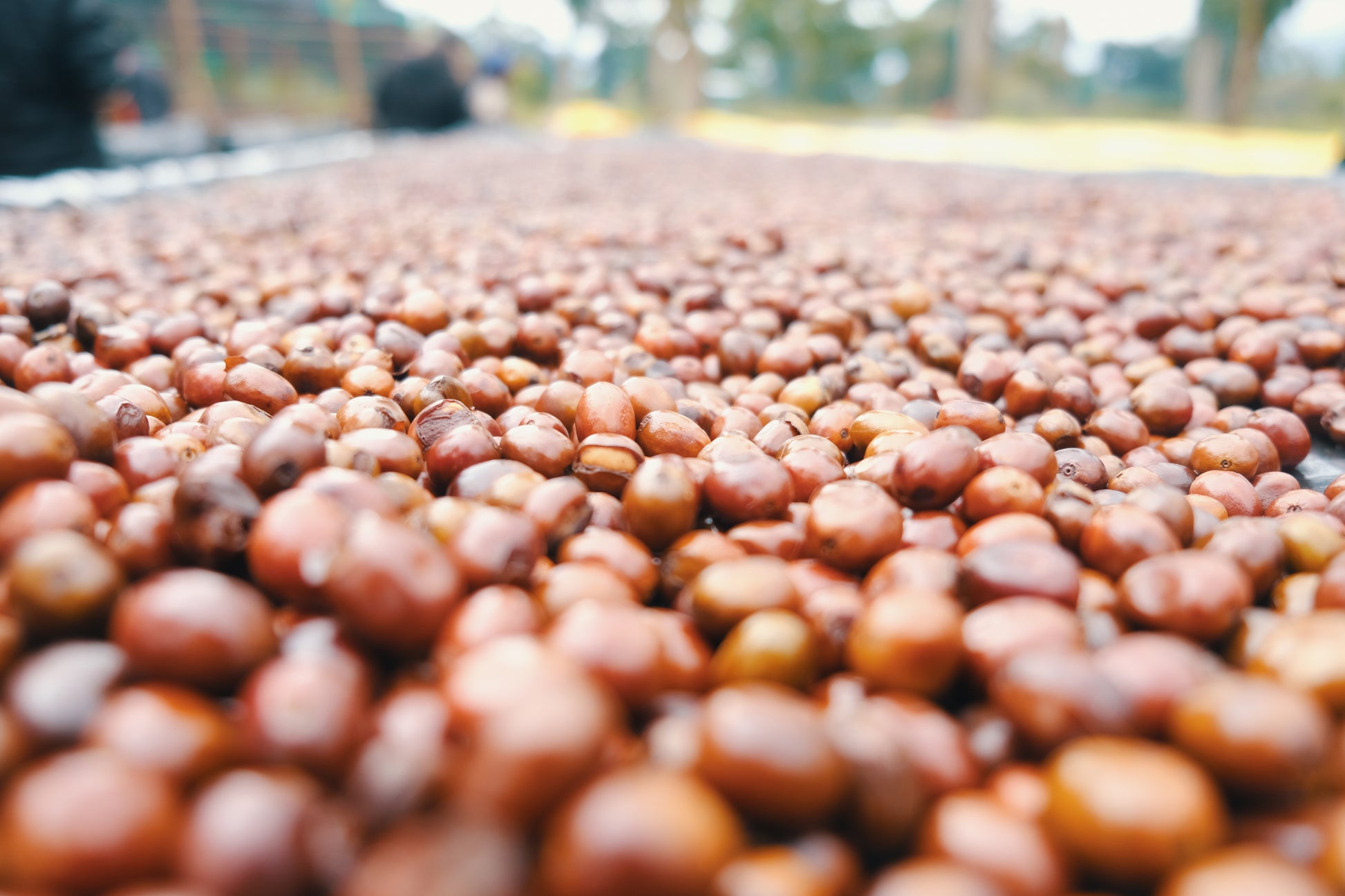 Ethiopia Natural Dur Feres