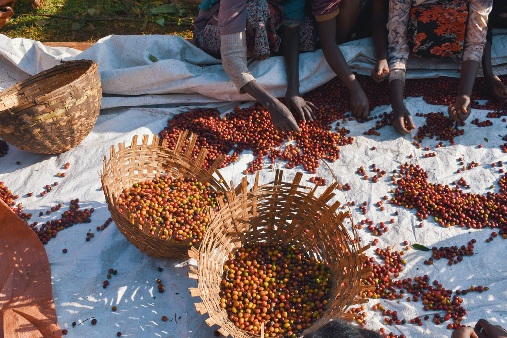 Ethiopia Natural Dur Feres