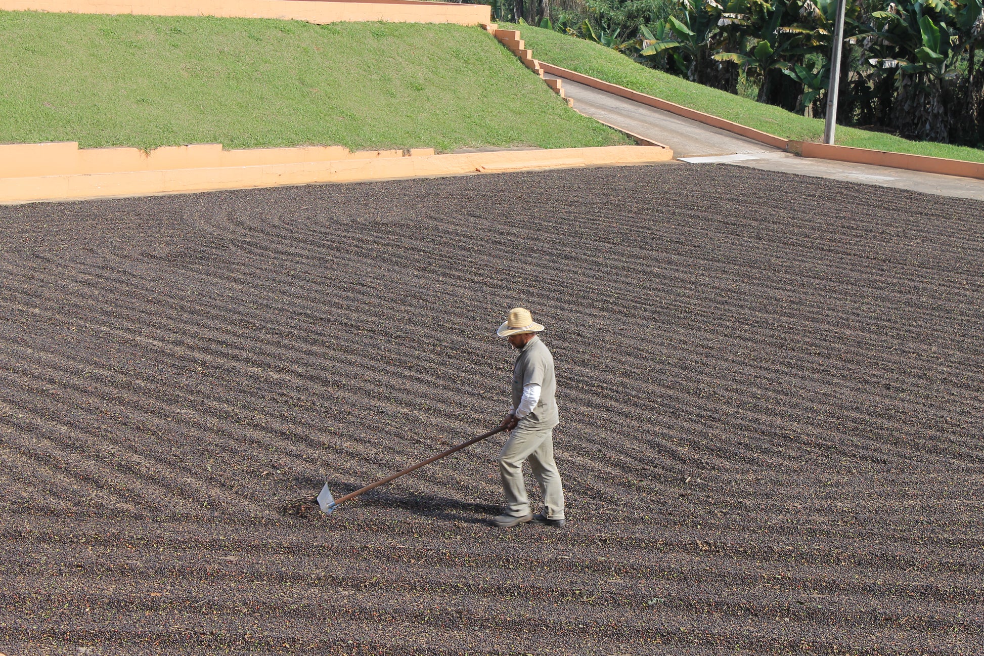 Poços de Caldas – Brazil Decaf