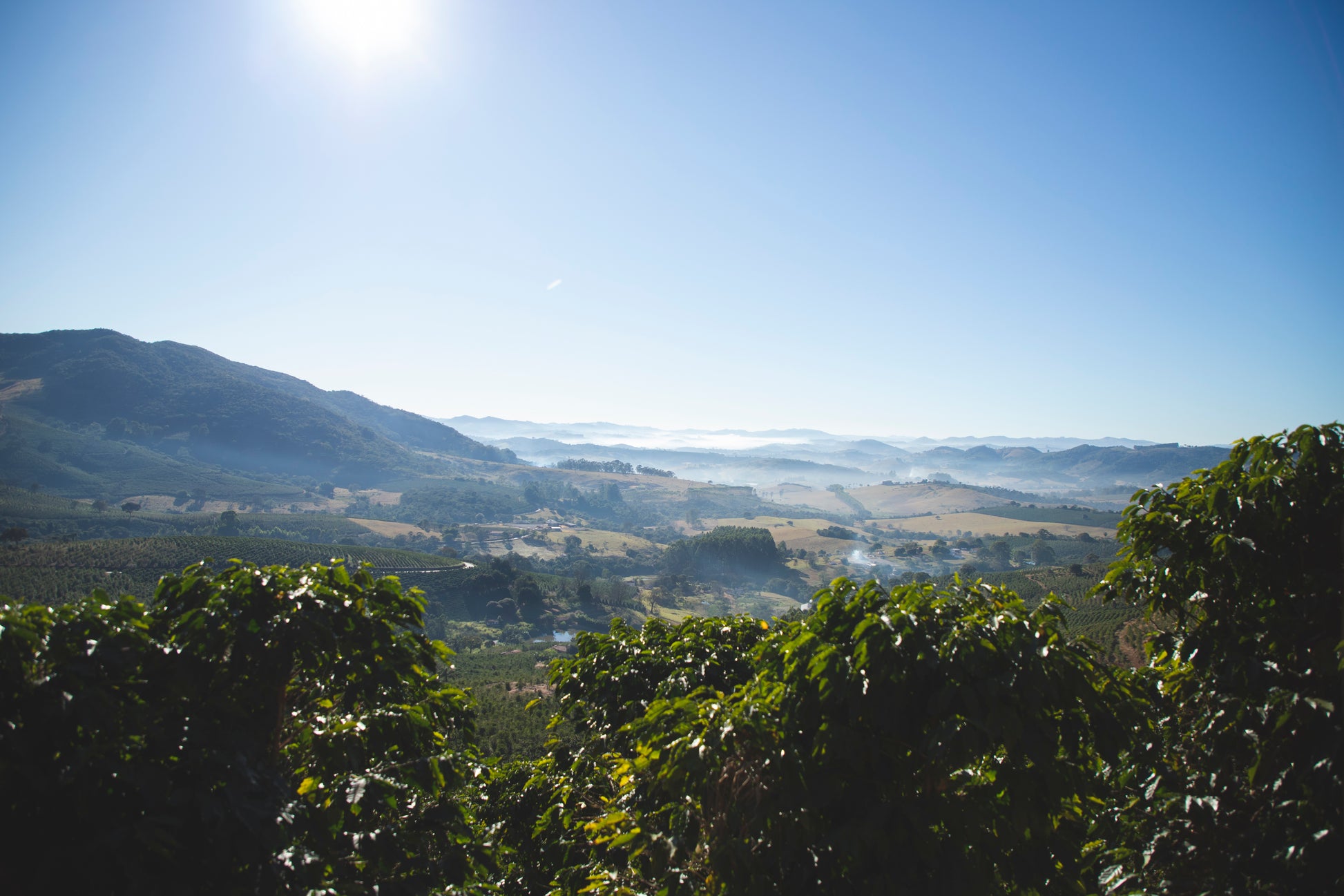 Poços de Caldas – Brazil Decaf