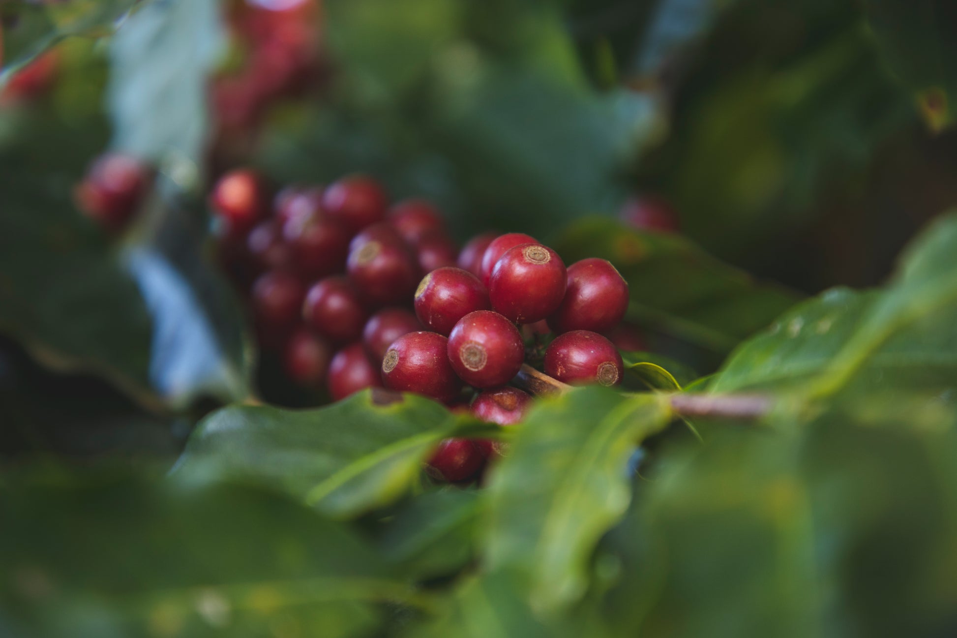 Poços de Caldas – Brazil Decaf