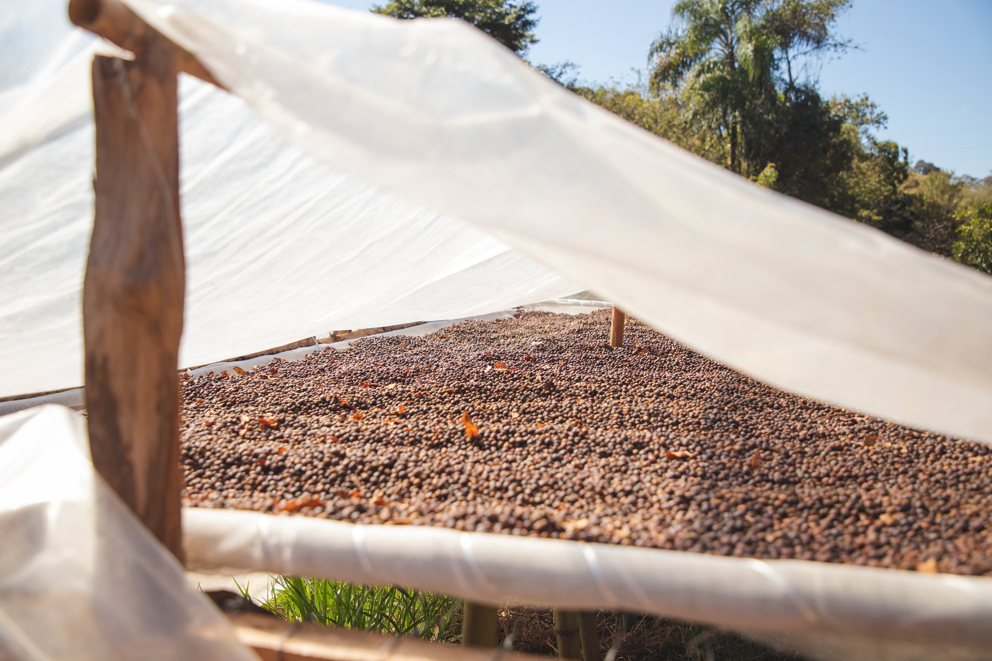 Poços de Caldas – Brazil Decaf