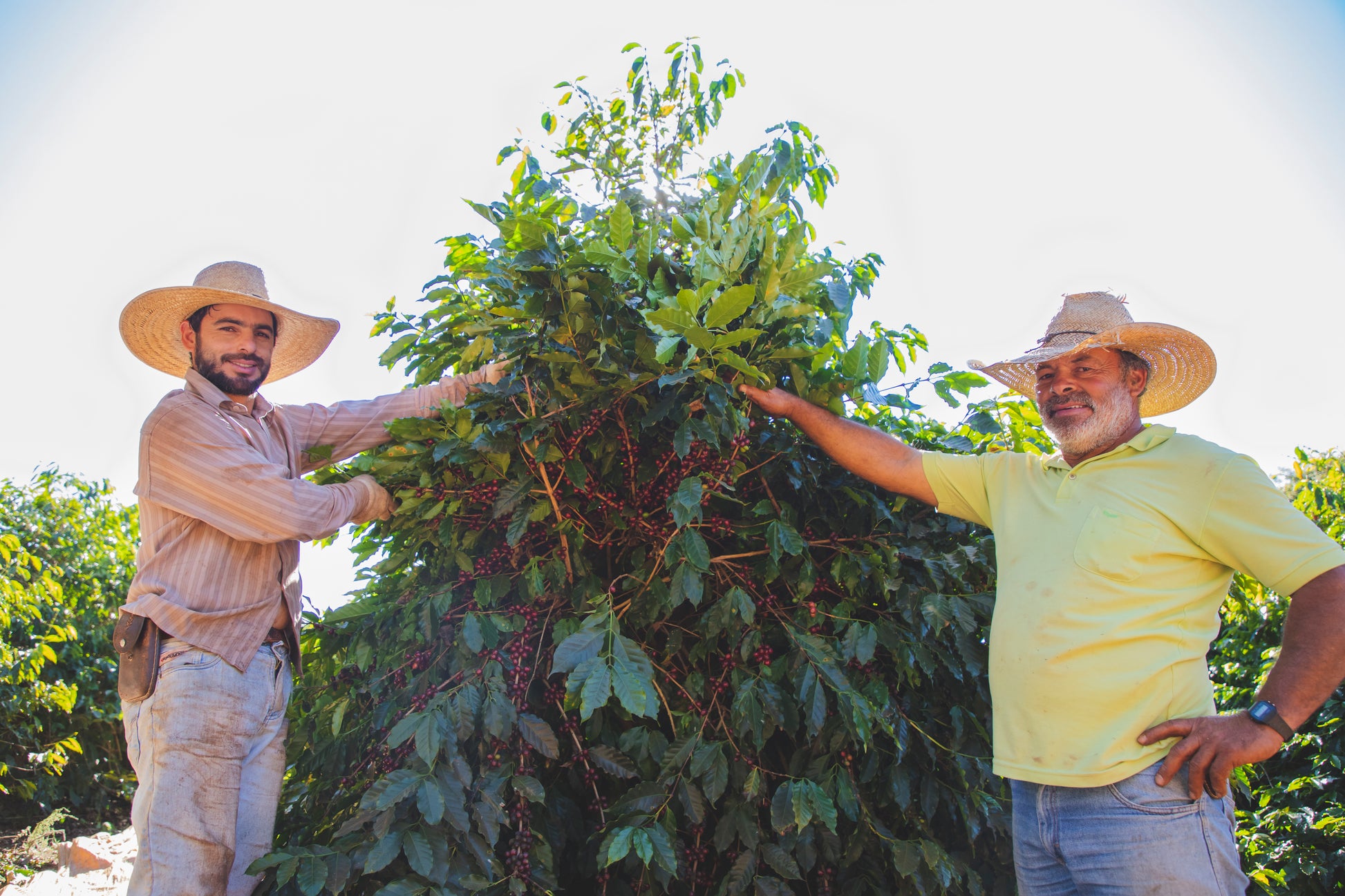 Poços de Caldas – Brazil Decaf