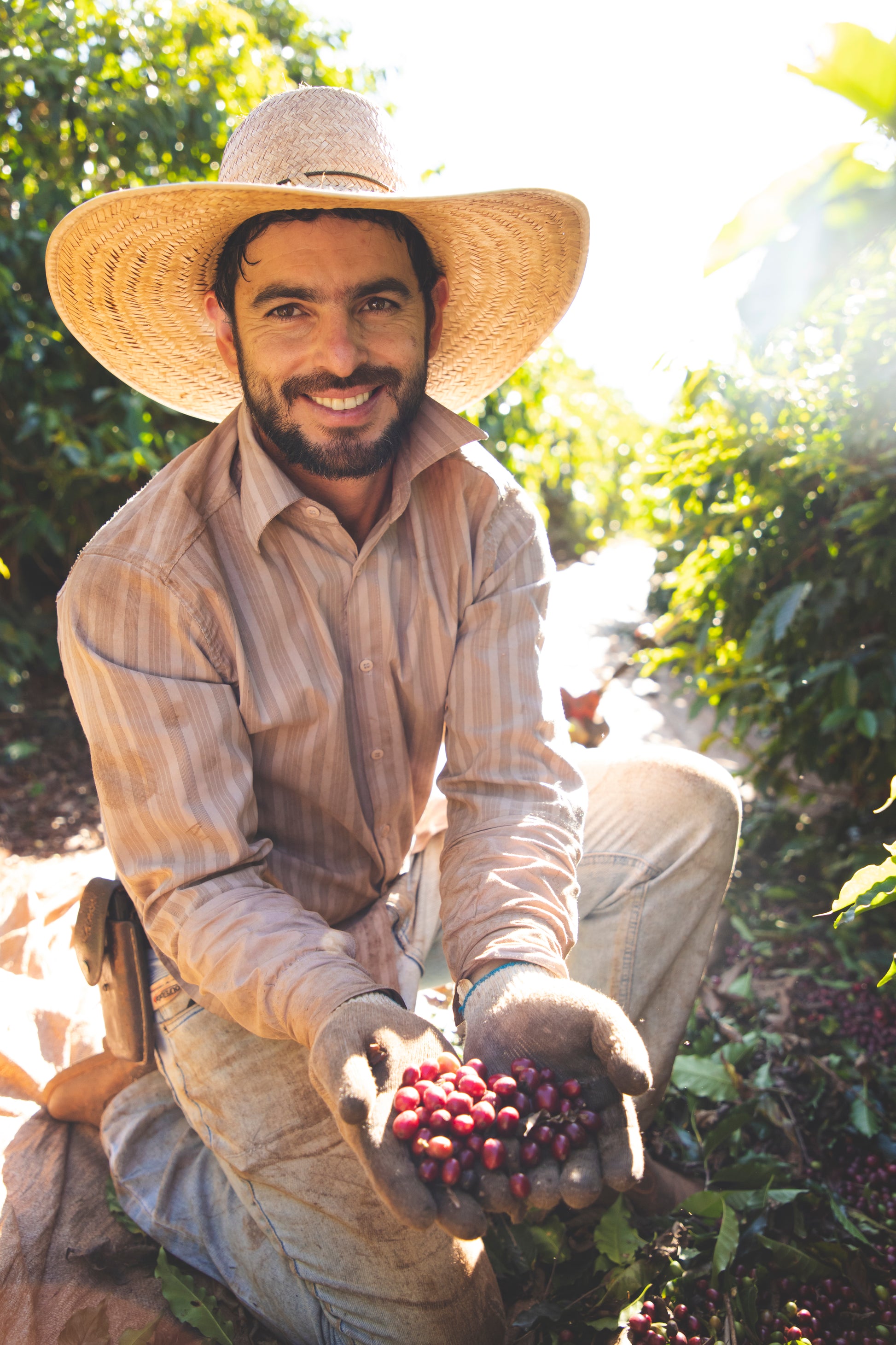 Poços de Caldas – Brazil Decaf