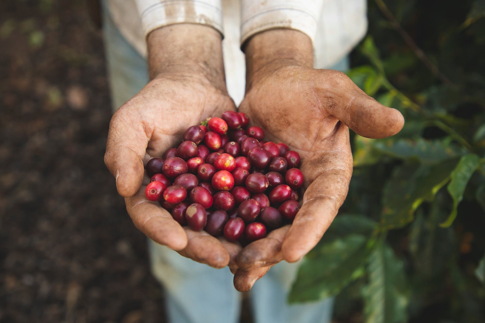 Poços de Caldas – Brazil Decaf