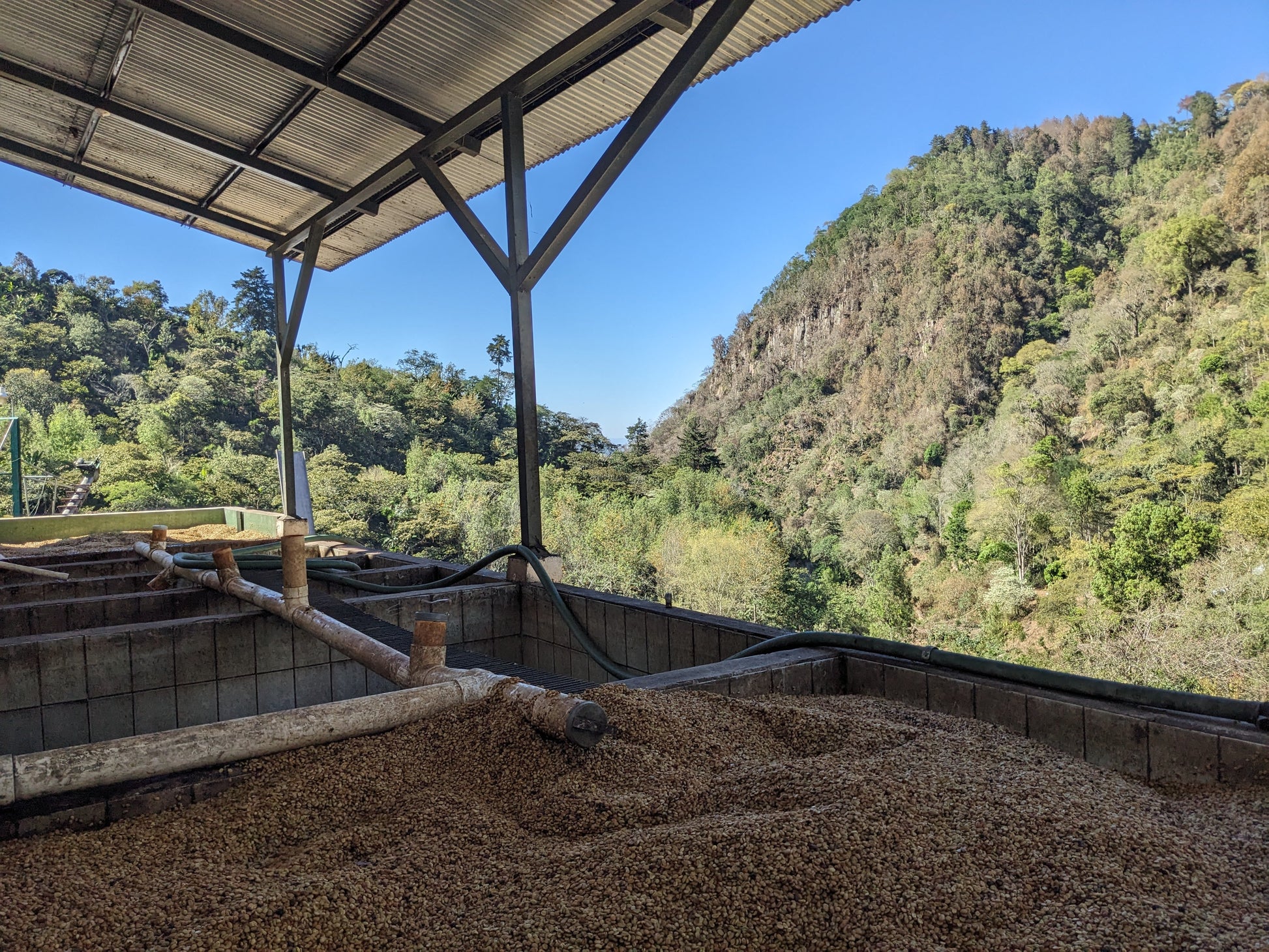 Guatemala Cafe del Valle
