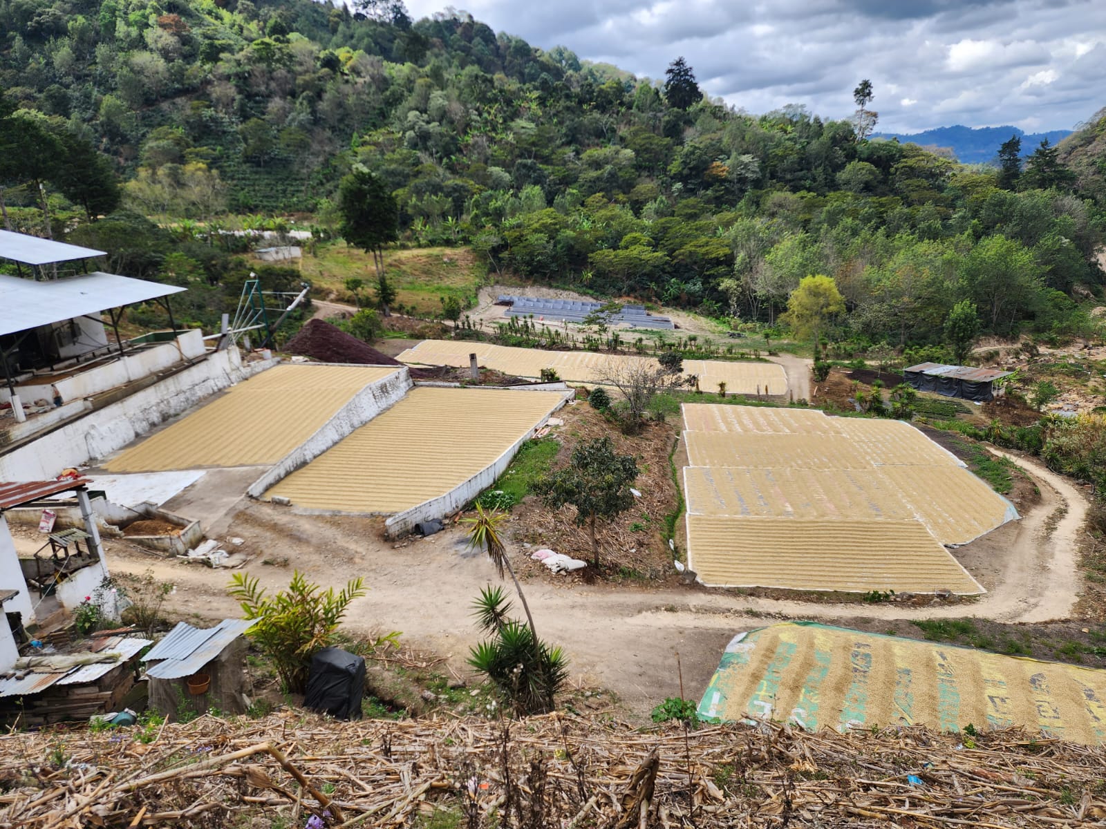 Guatemala Cafe del Valle