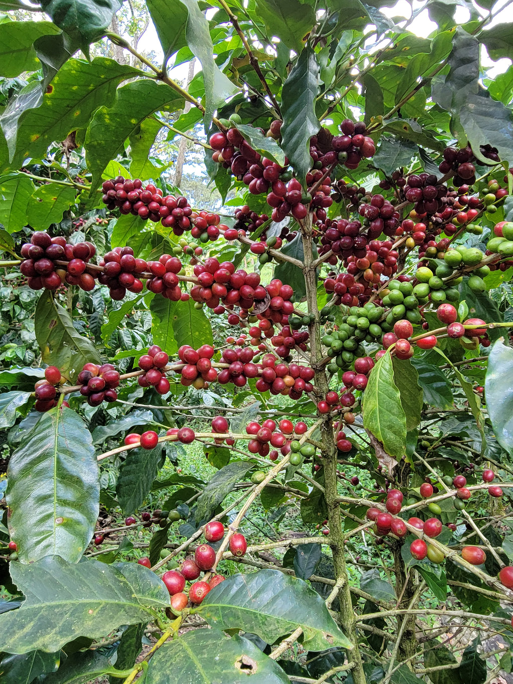 Nicaragua San Jose