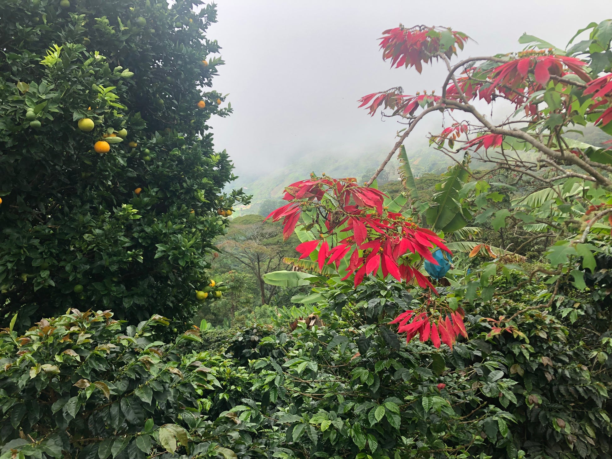 Colombia Las Brisas