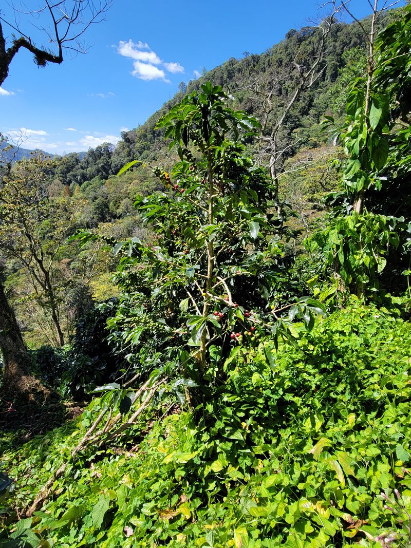 Nicaragua San Jose