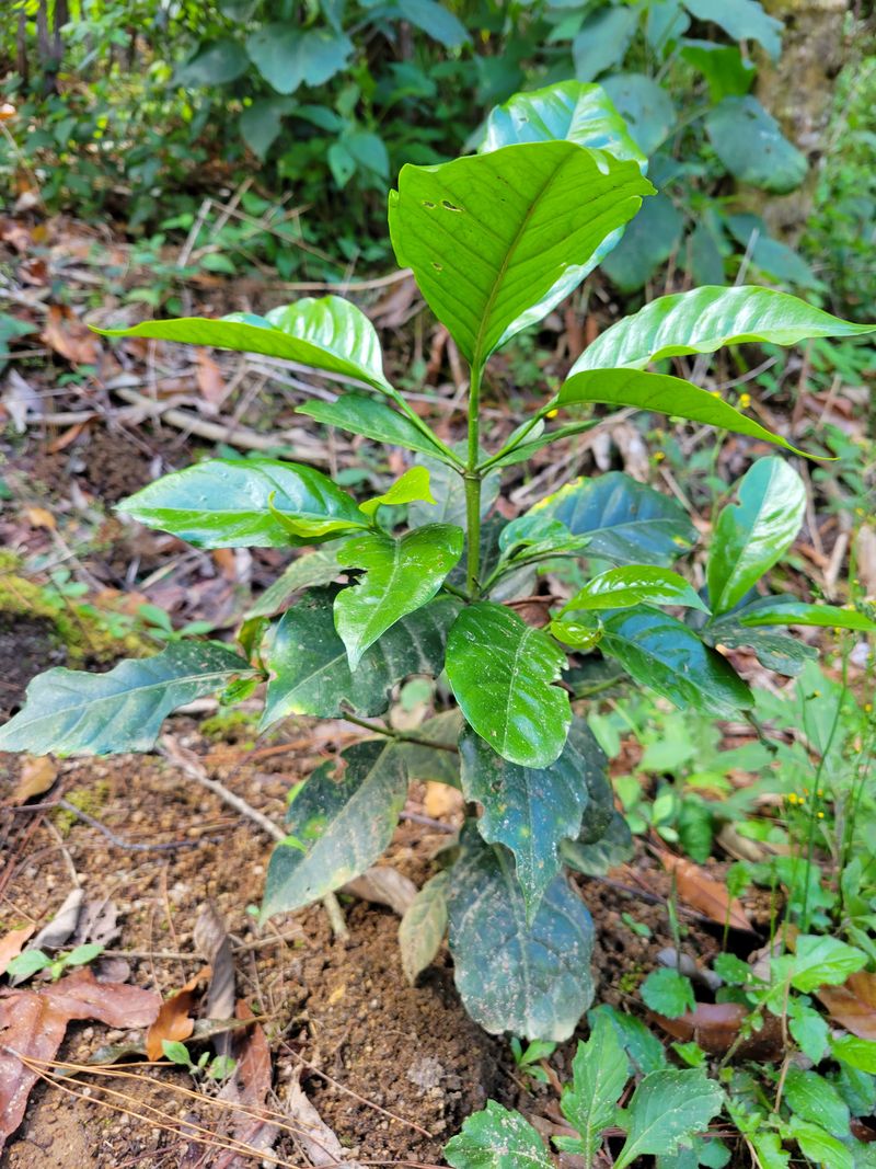 Nicaragua San Jose
